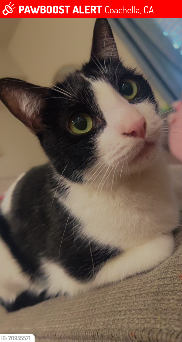 Lost Male Cat last seen Cesar Chavez St & 6th St, Pueblo Viejo Villas, Coachella, CA 92236