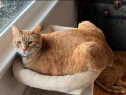 Lost Male Cat last seen Shepard Dr, Manchester, CT 06042