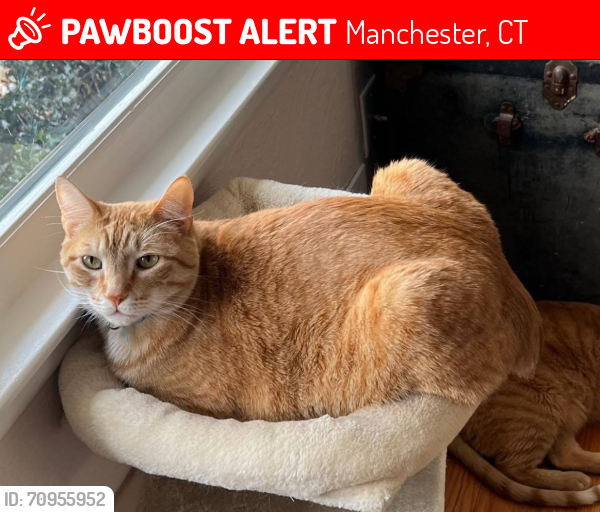 Lost Male Cat last seen Shepard Dr, Manchester, CT 06042