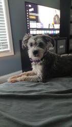 Lost Female Dog last seen Near top Walnut loop, Louisville, KY 40229