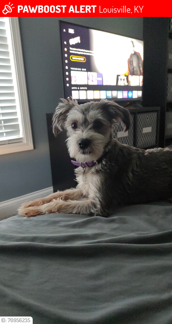 Lost Female Dog last seen Near top Walnut loop, Louisville, KY 40229