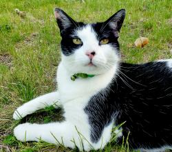 Lost Male Cat last seen Copperline  Dr, Jug City Rd, Epsom, NH 03234