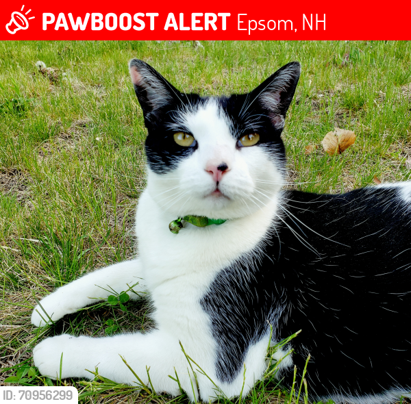 Lost Male Cat last seen Copperline  Dr, Jug City Rd, Epsom, NH 03234
