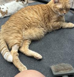 Lost Male Cat last seen Hwy 116, Hwy 27, Hamilton, GA 31811