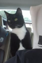 Lost Male Cat last seen E. University Ave, Orange City, FL 32763