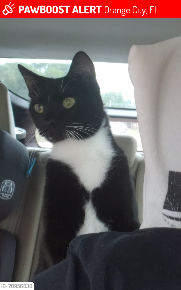 Lost Male Cat last seen E. University Ave, Orange City, FL 32763