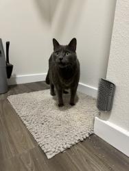 Reunited Unknown Cat last seen Alta Horizon West Apts, Winter Garden, FL 34787