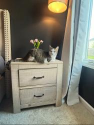 Reunited Female Cat last seen Union chapel /Tuscany (Sorento Subdivision), Fort Wayne, IN 46845