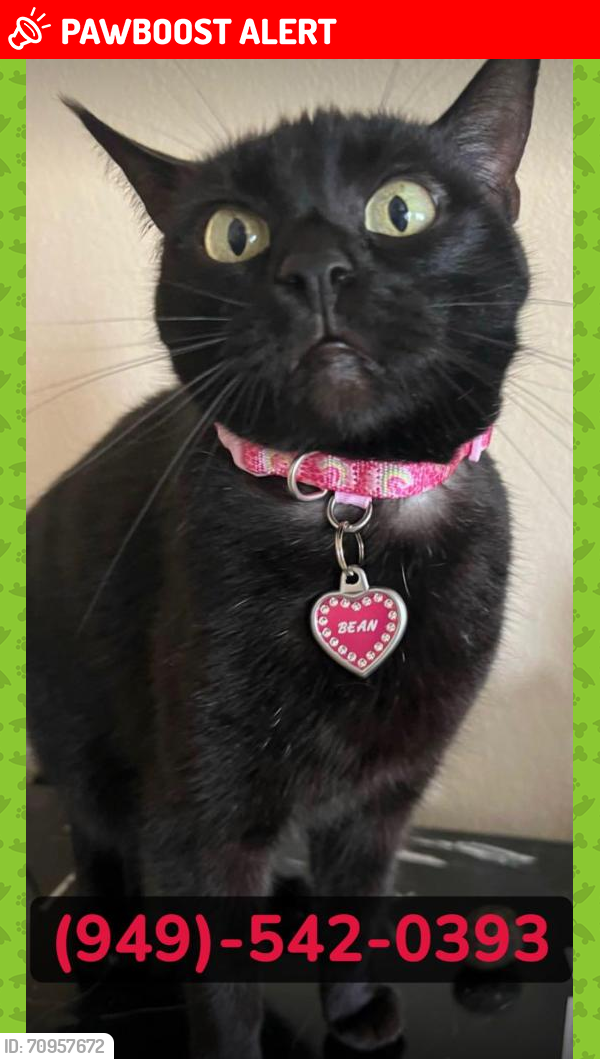 Lost Female Cat last seen Melinda Heights, RSM, Rancho Santa Margarita, CA 92688