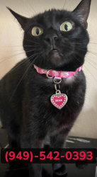 Lost Female Cat last seen Melinda Heights, RSM, Rancho Santa Margarita, CA 92688