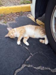 Lost Male Cat last seen Harts Rd. at River City Motel parking lot, Jacksonville, FL 32218