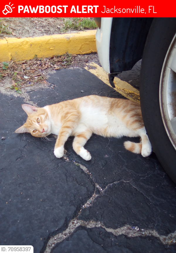Lost Male Cat last seen Harts Rd. at River City Motel parking lot, Jacksonville, FL 32218