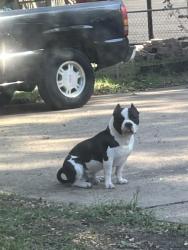 Lost Male Dog last seen W Carolyn dr and 5th St, Garland, TX 75041