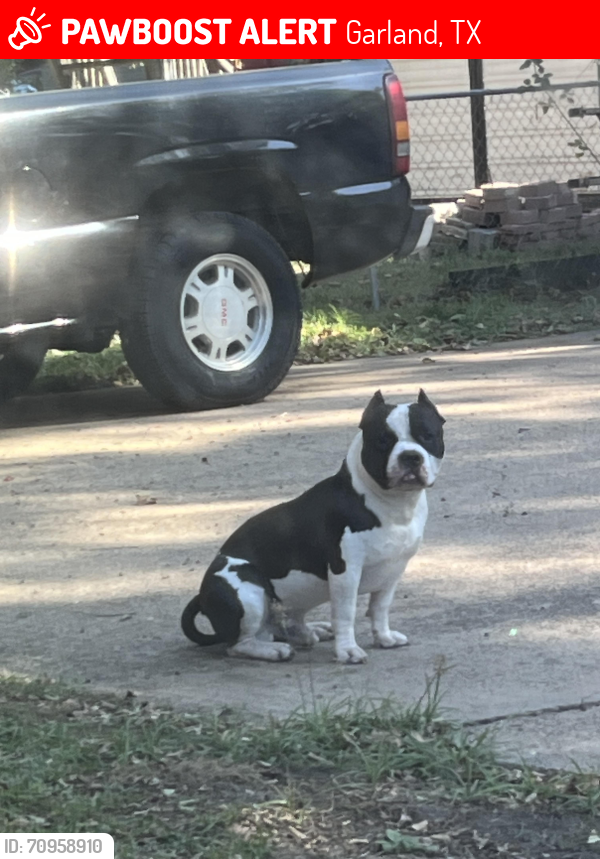 Lost Male Dog last seen W Carolyn dr and 5th St, Garland, TX 75041