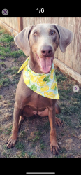 Reunited Female Dog last seen Loomis Trail / BirchBay Lynden Rd, Custer, WA 98240