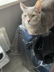 Lost Female Cat last seen Near NE 8 st Hallandale, Hallandale Beach, FL 33009