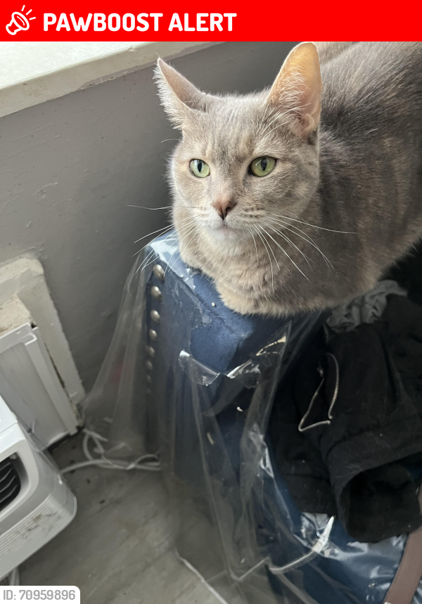 Lost Female Cat last seen Near NE 8 st Hallandale, Hallandale Beach, FL 33009