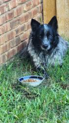 Reunited Unknown Dog last seen Forest Ridge and Medford, Bedford, TX 76021