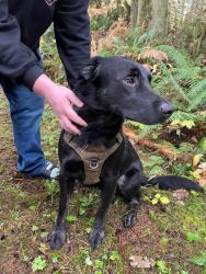 Reunited Male Dog last seen Cherry creek falls event center, King County, WA 98019