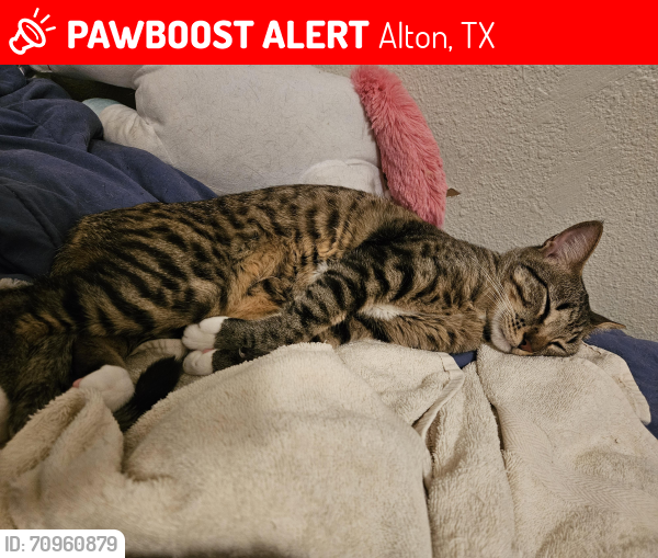 Lost Male Cat last seen Behind Blanca's Restaurant , Alton, TX 78573
