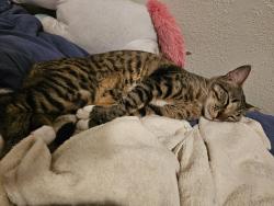 Lost Male Cat last seen Behind Blanca's Restaurant , Alton, TX 78573