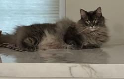 Lost Male Cat last seen Byard Lane/Haskell Street, Westborough, MA 01581