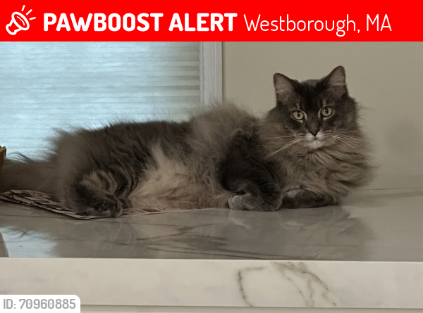 Lost Male Cat last seen Byard Lane/Haskell Street, Westborough, MA 01581