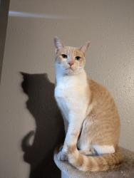 Lost Male Cat last seen Evergreen and Riverside, Spokane Valley, WA 99216