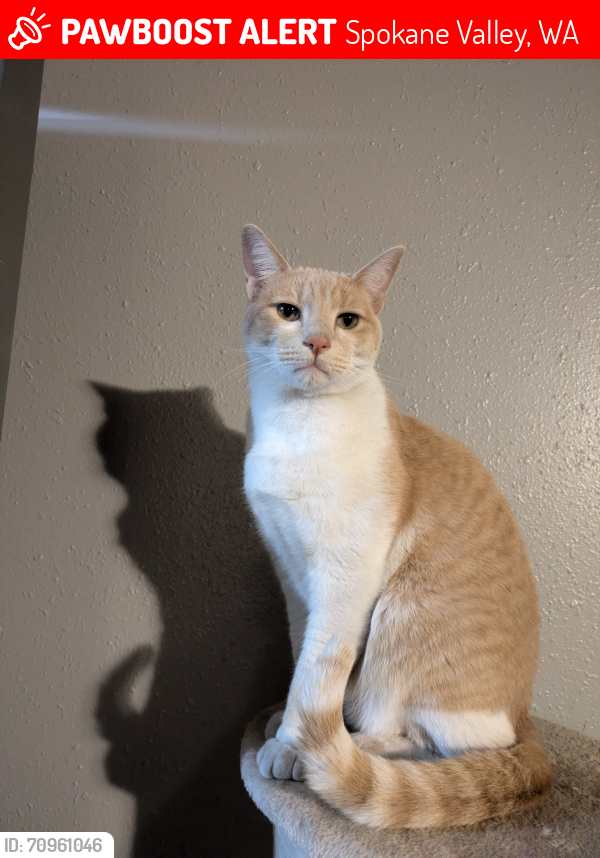 Lost Male Cat last seen Evergreen and Riverside, Spokane Valley, WA 99216