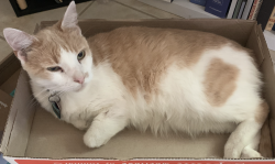 Lost Male Cat last seen Slaughter, Austin, TX 78748