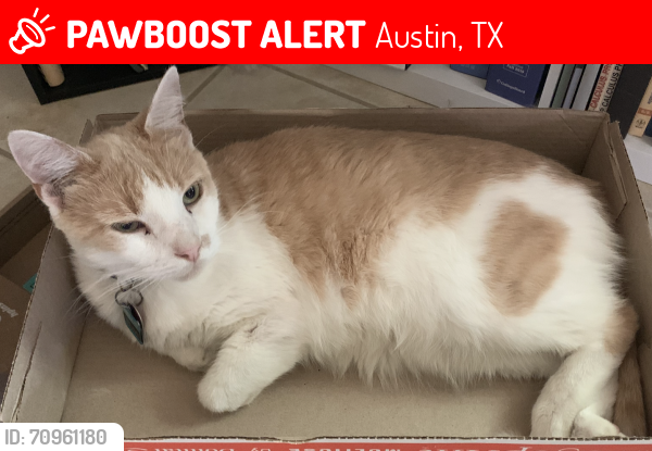 Lost Male Cat last seen Slaughter, Austin, TX 78748