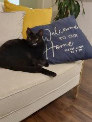 Lost Female Cat last seen Jamacha blvd, Spring Valley, CA 91978