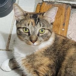 Lost Female Cat last seen 181st and 182st, New York, NY 10033