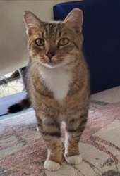 Lost Male Cat last seen Monroe Ave & Kollar St, Masaryktown, FL 34604