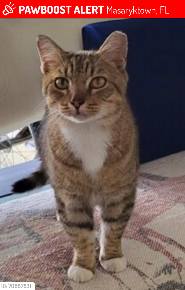 Lost Male Cat last seen Monroe Ave & Kollar St, Masaryktown, FL 34604