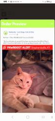 Lost Male Cat last seen Near blk of Ridge Rd. SHEPHERDSVILLE KY REWARD , Shepherdsville, KY 40165
