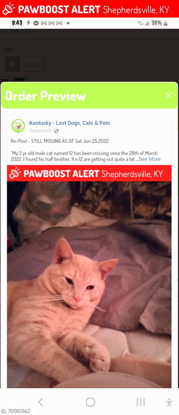 Lost Male Cat last seen Near blk of Ridge Rd. SHEPHERDSVILLE KY REWARD , Shepherdsville, KY 40165