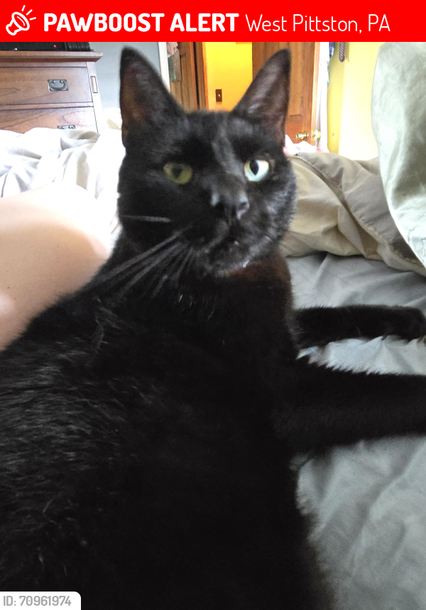 Lost Male Cat last seen Elm Street and Dennison Street , West Pittston, PA 18643