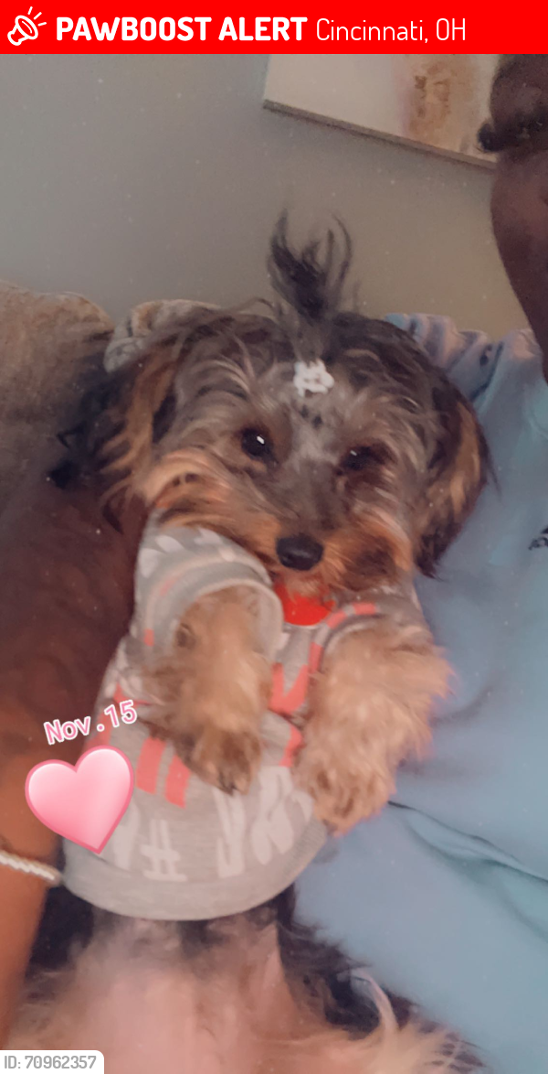 Lost Female Dog last seen Harrison ave, Cincinnati, OH 45214