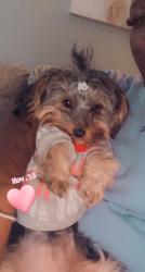 Lost Female Dog last seen Harrison ave, Cincinnati, OH 45214