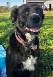 Lost Female Dog last seen Oak grove Methodist church , Rutherford County, NC 28040