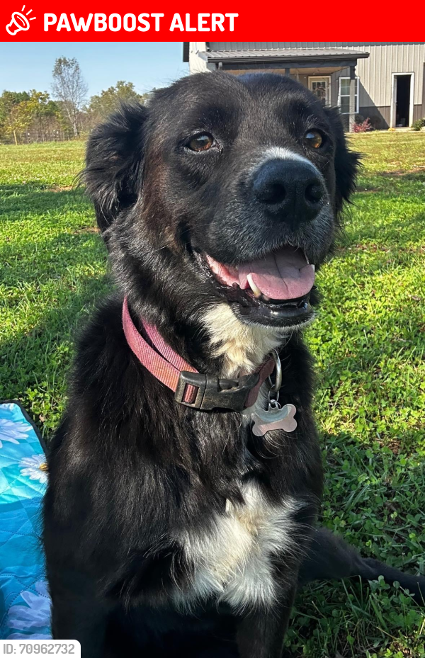 Lost Female Dog last seen Oak grove Methodist church , Rutherford County, NC 28040