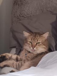 Lost Male Cat last seen Main street drum Street which is a dead end Street with Woods behind us, Lincolnton, NC 28092