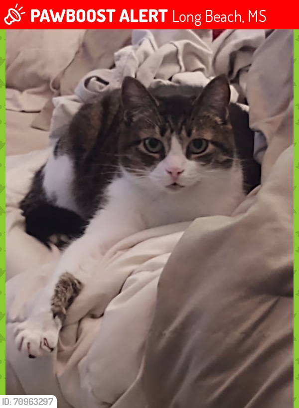 Lost Female Cat last seen Royal Drive and Regency Drive, Long Beach, MS 39560