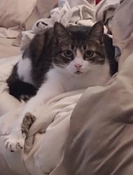 Lost Female Cat last seen Royal Drive and Regency Drive, Long Beach, MS 39560
