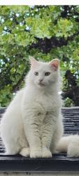 Lost Male Cat last seen Westpark Way  Wilshire Dr, Euless, TX 76040