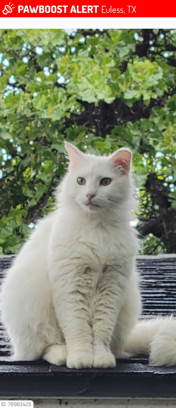 Lost Male Cat last seen Westpark Way  Wilshire Dr, Euless, TX 76040