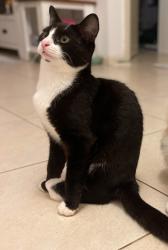 Lost Male Cat last seen Mcclelland Street Chester hill N.S.W. 2162, Chester Hill, NSW 2162