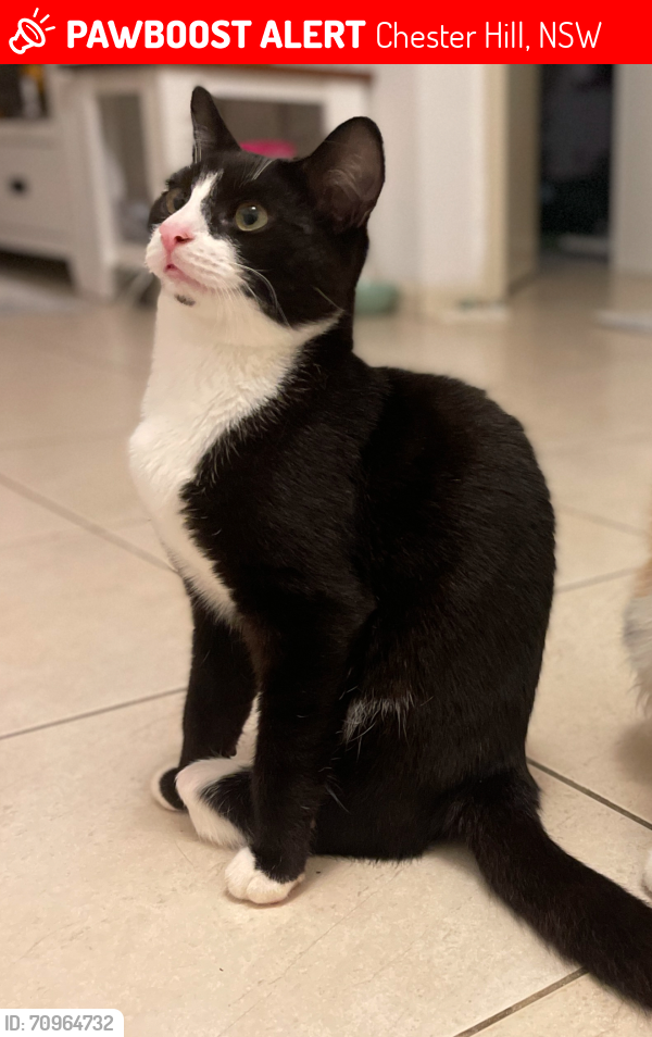 Lost Male Cat last seen Mcclelland Street Chester hill N.S.W. 2162, Chester Hill, NSW 2162