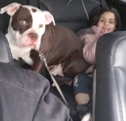 Lost Male Dog last seen Near n lincoln ave chicago il 60659, Chicago, IL 60659